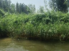 iphone_upload_pic-白洋淀景区