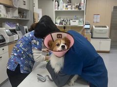 -康成宠物医院24H·CT·核磁共振
