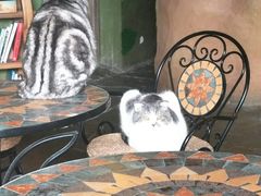 -猫猫幼稚园·撸猫·桌游·电玩