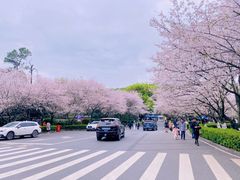 -武汉大学-樱园