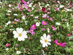 景点-广州珠江公园