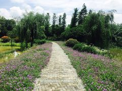 -大塘金香草谷
