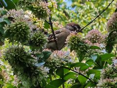 -国家植物园南园