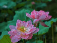 -陈家山荷花公园