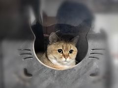 -爱侣宠医·鹦鹉专科·小型哺乳类·异宠专科(灵石路店)