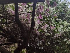 -深圳国际园林花卉博览园