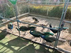 -萌宠亲子动物乐园(槐房万达店)