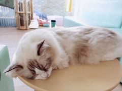 -猫在这儿猫咪咖啡馆·撸猫馆