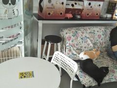 -我爱猫咪·猫咖·狗咖·安哥拉兔·羊驼咖(小寨华旗店)