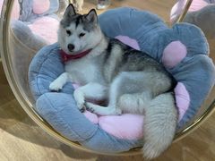 -Husky Go! 哈士奇体验馆·宠物咖啡厅狗咖
