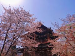 -西安青龙寺遗址景区
