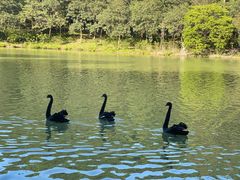 -广州白江湖森林公园