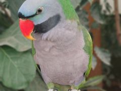 -南宫五洲植物乐园