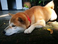 -more than meow吴止猫主题餐厅(承德 中船汇店)