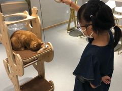 -飞行喵MR PILOT|猫舍·猫咖(静安大融城店)