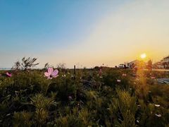 -七的湖·晚芳亭·阳澄湖农家菜·大闸蟹(莲花岛店)