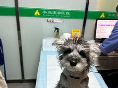 -半岛宠物医院24小时(科华中路店)
