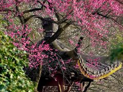 -杭州植物园