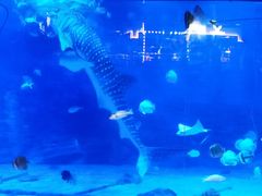 -烟台海昌鲸鲨海洋公园