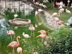 -合肥野生动物园
