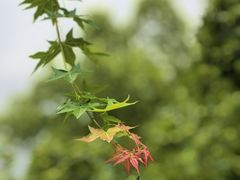 -徽张·新徽菜(五棵松·永定路店)