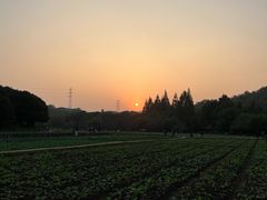 -八卦田遗址公园