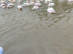 -大湾区中央湿地公园