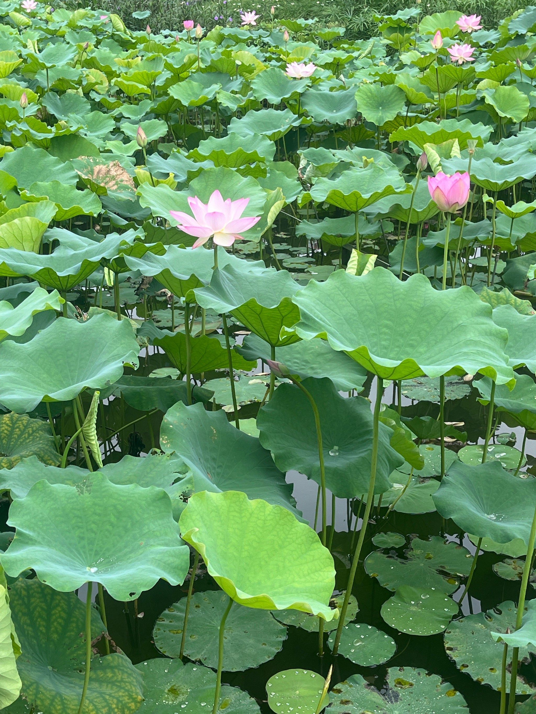 n佛山亚艺公园的荷花已经盛放啦!