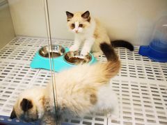 -lincat·猫舍(广州店)