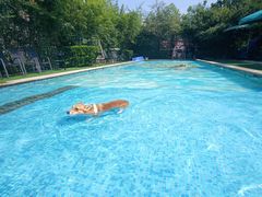 -汪说喵讲宠物乐园宠物酒店(红星美凯龙店)