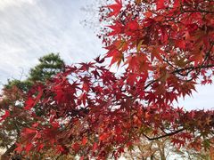 -有栖山 清光院 清水寺
