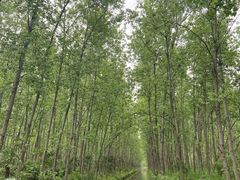 -合肥滨湖国家森林公园