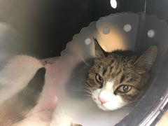 -纳吉亚猫专科动物医院博雅分院