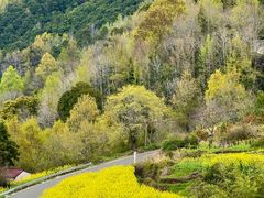 -桑洲油菜花景区