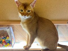 -MOCHA明星猫咖(田子坊店)