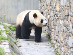 -卧龙中华大熊猫苑神树坪基地