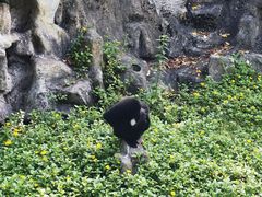 -深圳野生动物园