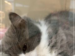 -lincat·猫舍(广州店)