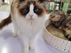 -喵的天空名猫咖啡馆·撸猫·猫舍·用品