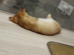 -飞行喵MR PILOT|猫舍·猫咖(静安大融城店)