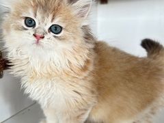 -东方名猫馆·英短金渐层布偶猫舍(环线广场1号楼店)