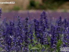 -紫海香堤香草艺术庄园