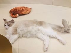 -飞行喵MR PILOT|猫舍·猫咖(静安大融城店)
