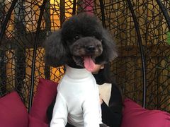 -MOLLY'S萌宠生活馆