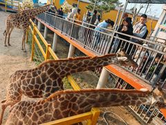 -西霞口神雕山野生动物世界