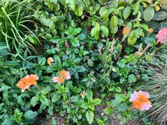 -东莞植物园