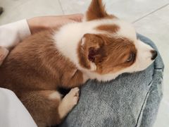 -柴犬小屋·柴餐厅·狗咖食堂(金鼎广场店)