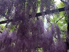 -嘉定紫藤园