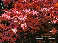 -青龙山国家森林公园