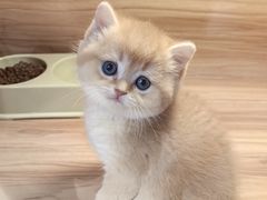 -猫十亿·布偶金渐层·曼基康矮脚猫舍(青年路店)